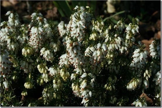 10. Erica carnea  