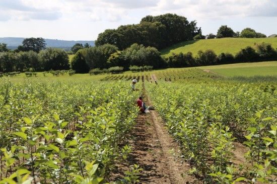 2 budding in the field (800x533)