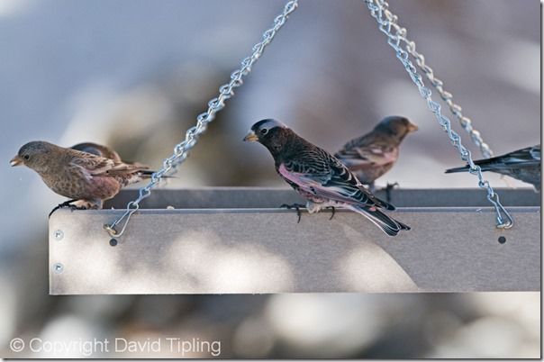 Bird Photography, David Tipling, RSPB, How to Photograph Birds, Garden Birds, Bird Food, perch, feeder, 