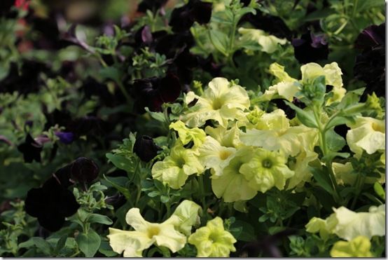 Black and lime petunias