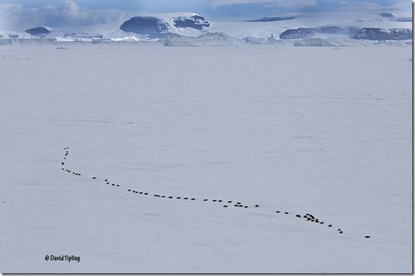 A thin dark line of life in a vast desert of white.  Emperor Penguins toboggan for 30 miles across the sea-ice from their sheltered breeding grounds to the open ocean., David Tipling, Penguins: Close Encounters, Photography, Bird Photography, Wildlife Photography, Penguins
