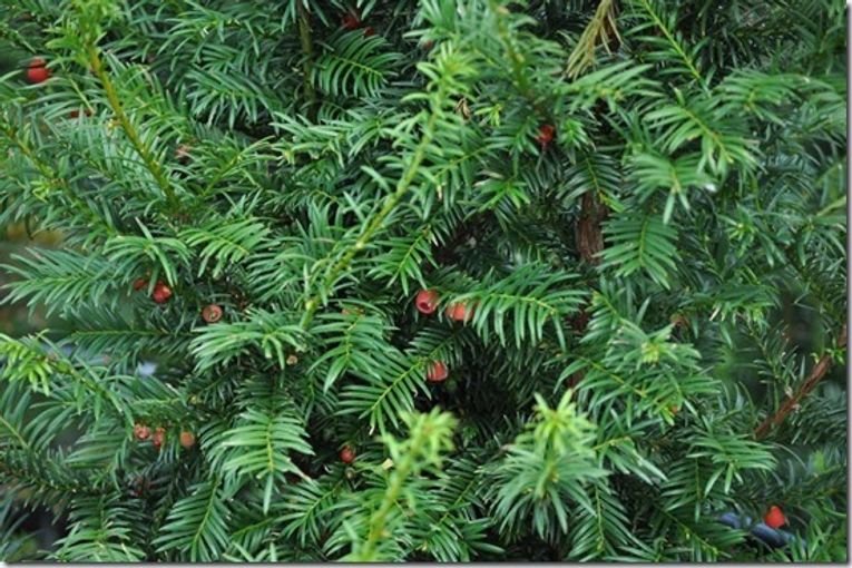 Taxus baccata