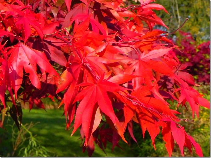 6 Acer palmatum 'Oxakazuki' Autumn