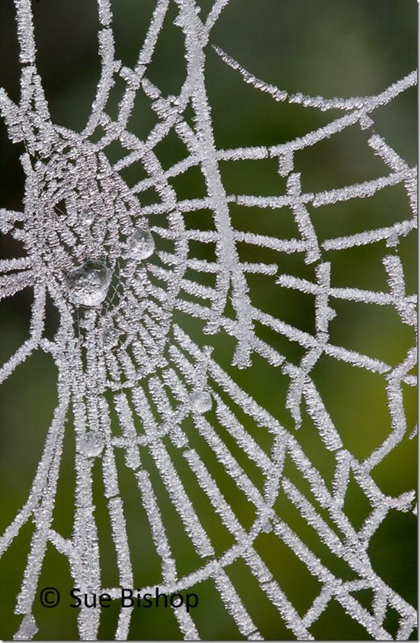 spiders web with frost