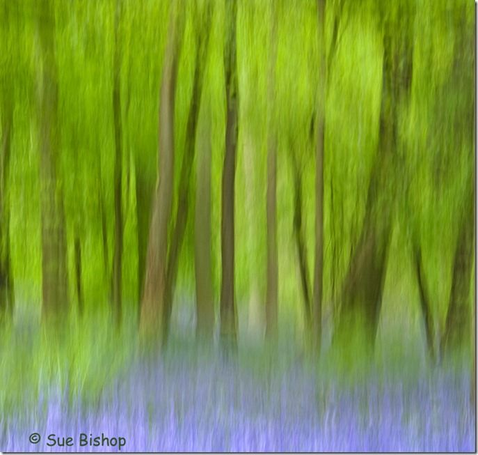 bluebell wood panned