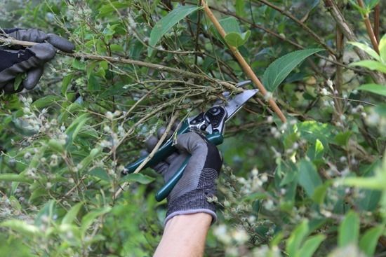 4 Pruning deutzia (1024x683)