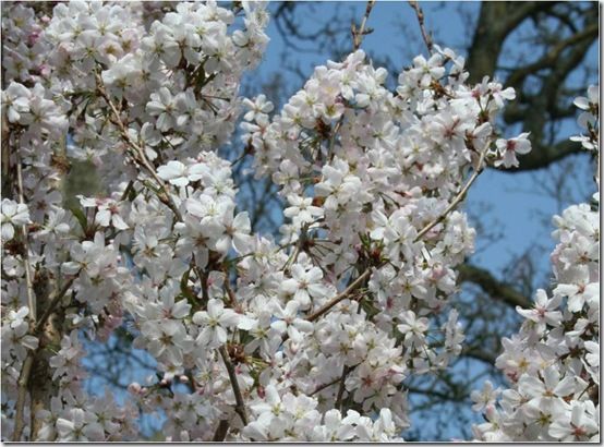 Prunus 'Pandora'