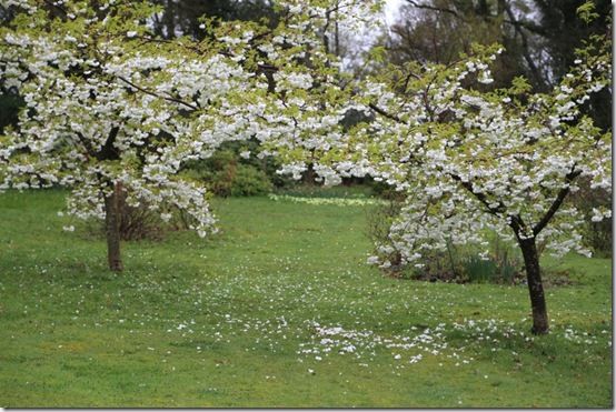 Prunus 'Shirotae' over the path