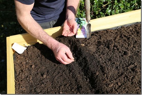 Sowing beetroot