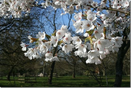 Prunus yedoensis 