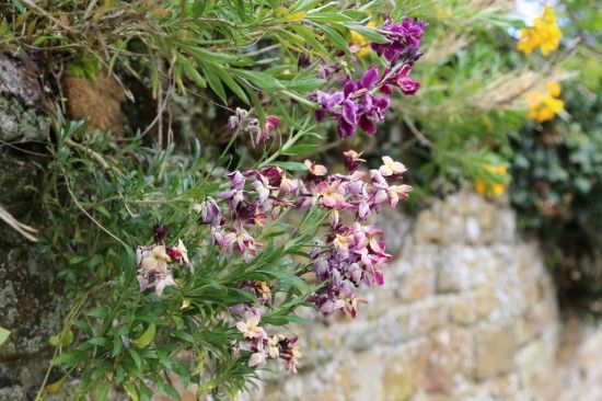 Wallflowers - diverse in colou