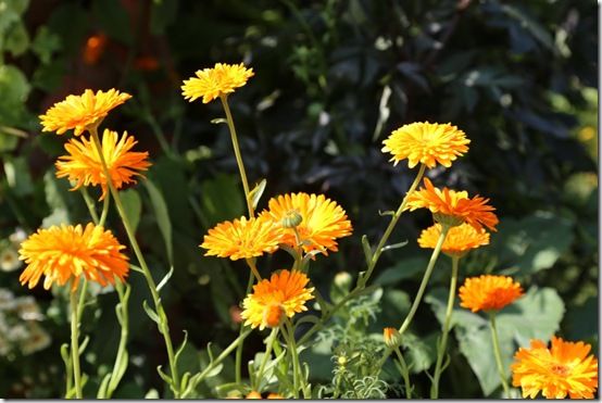 calendula