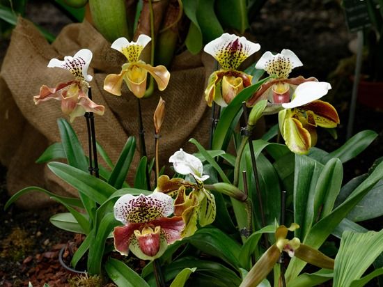 How To Grow & Care For Orchids