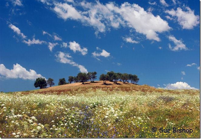 trees and wildflowers, tuscany