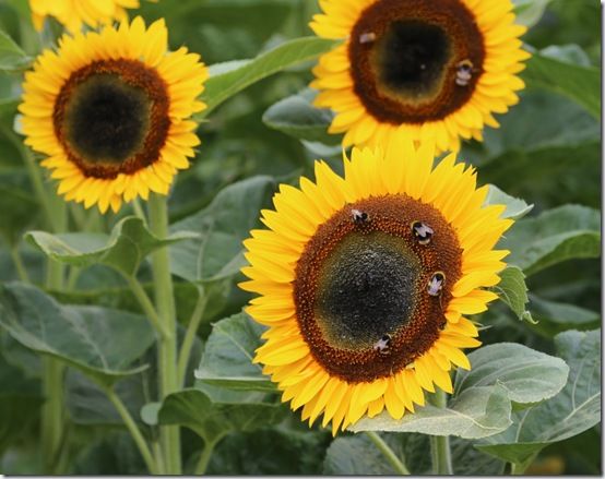 Sunflowers