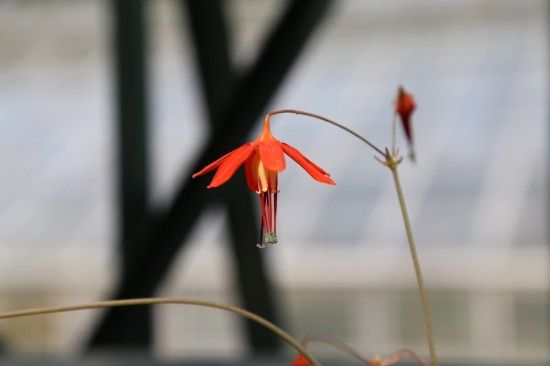 Bessera elegans