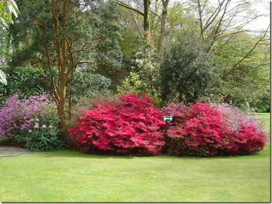 Azalea Hino Crimson main lawn