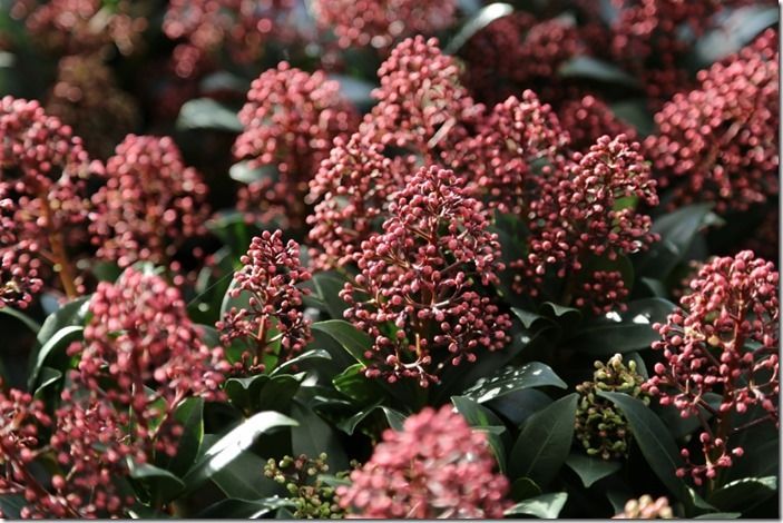 2 Skimmia 'Rubella'