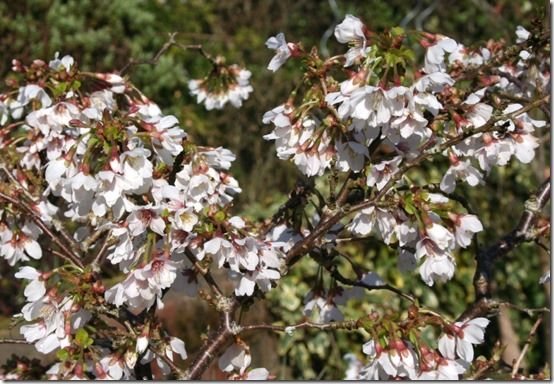 Prunus 'Kojo no Mai'  (3)