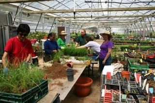 Potting on in the Jerusalem Botanic Garden Nursery