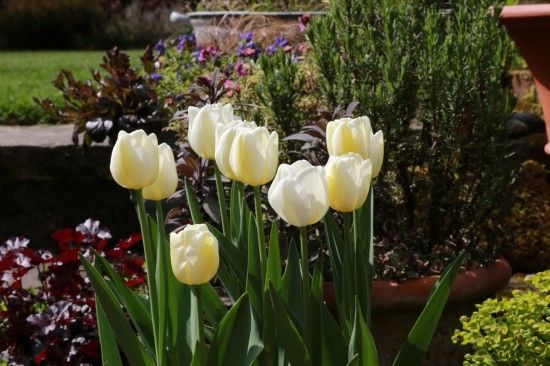 Tulipa 'Angel's Wish'