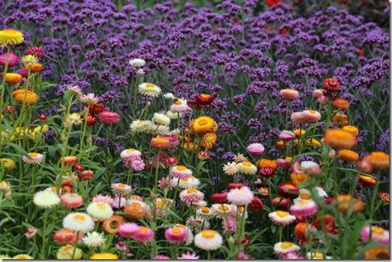 helichrysum and Verbena