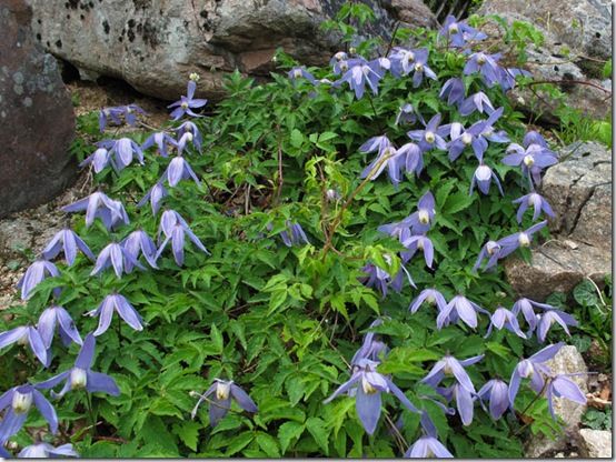 Clematis alpina scrambling over rocks