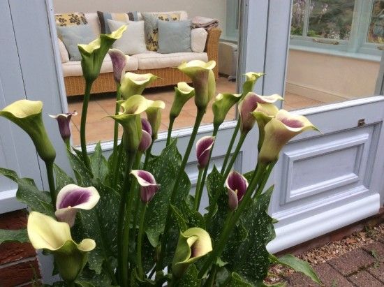 9 Calla 'Picasso'