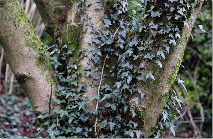 4 Ivy on tree trunk