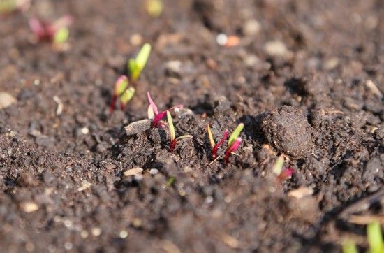 9 Beetroot seedlings