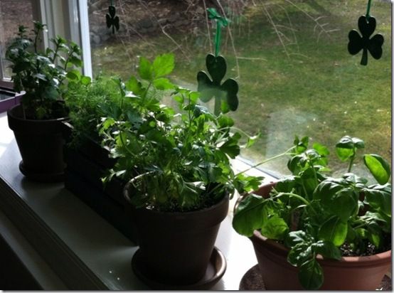 Windowsill herbs 