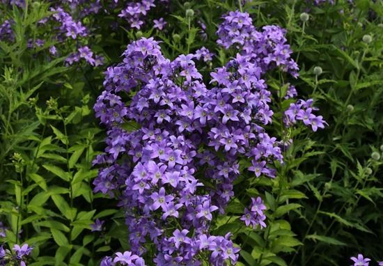 4 Campanula lactiflora 'Pritchard's Variety' (1024x712)