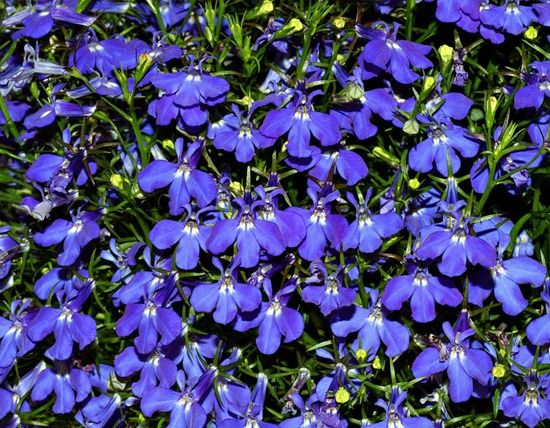 5 Lobelia rickardii