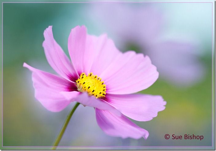 cosmos with border