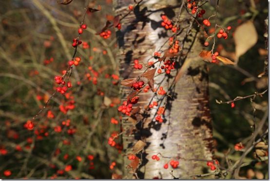 Cotoneaster berries