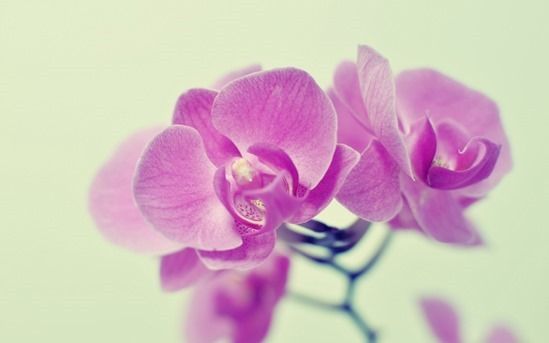 How To Grow & Care For Orchids