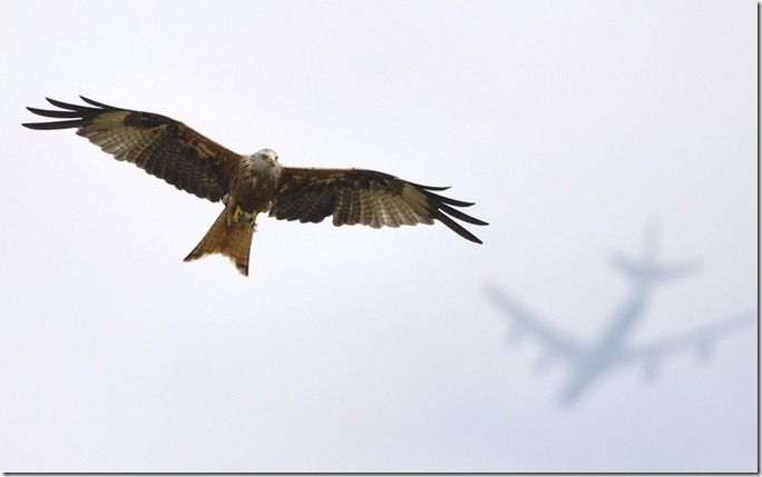 environment-hawk_2371882k