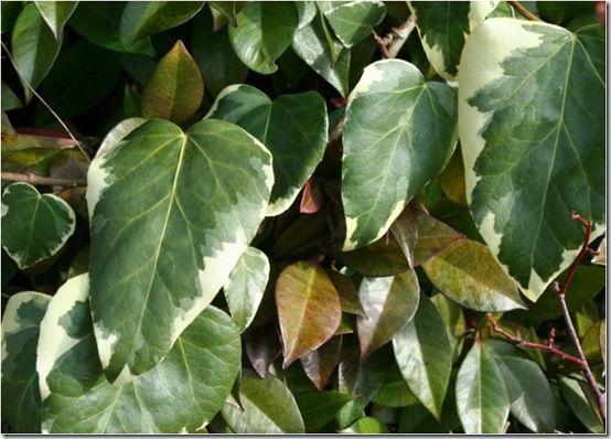 Hedera colchica 'Dentata Variegata'