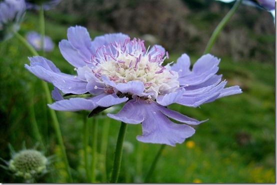 6 Scabiosa caucasica, 10 Great Perennials To Grow For Cutting