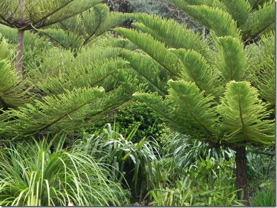 Araucaria excelsa