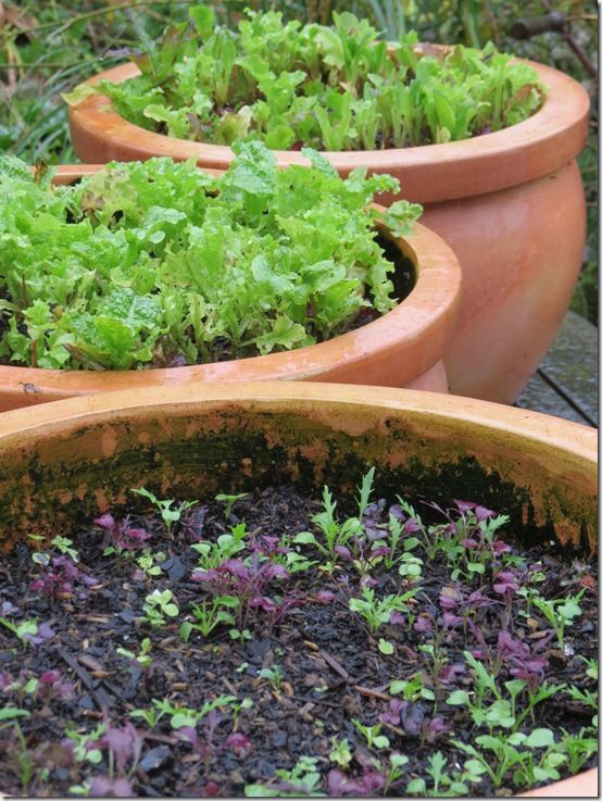 2 Sowing salad leaves 