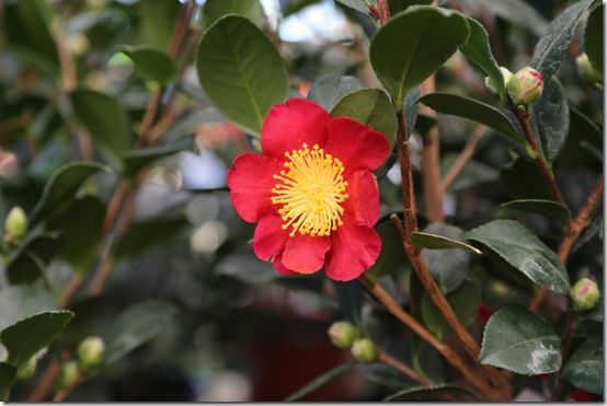 Camellia sasanqua 'Yuletide'