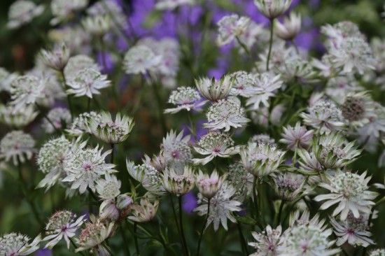 3 Astrantias (800x533)