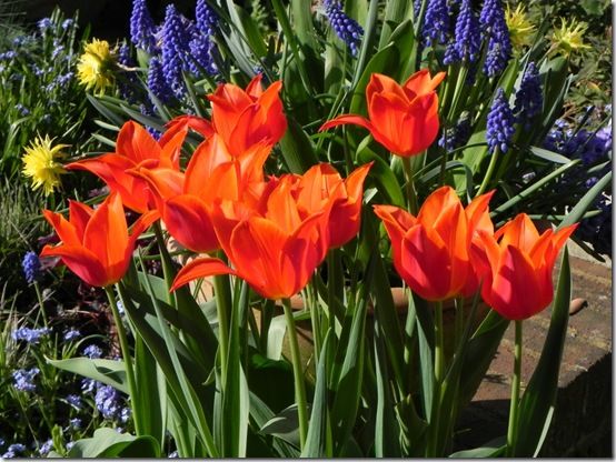 Best Purple Tulips to Grow  BBC Gardeners World Magazine