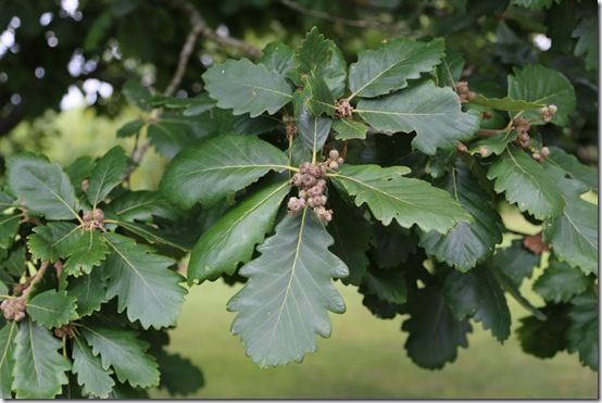 Quercus x hickelii