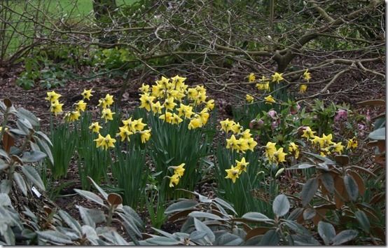 4 Narcissus Rijnvelds