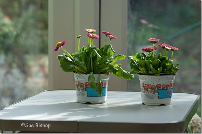 daisies in pots