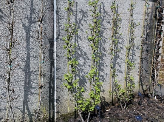 Cordon redcurrants