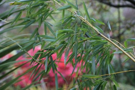 Phyllostachys aurea 