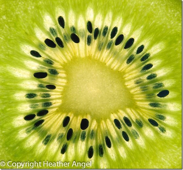 Backlit slice of kiwi fruit on lightbox